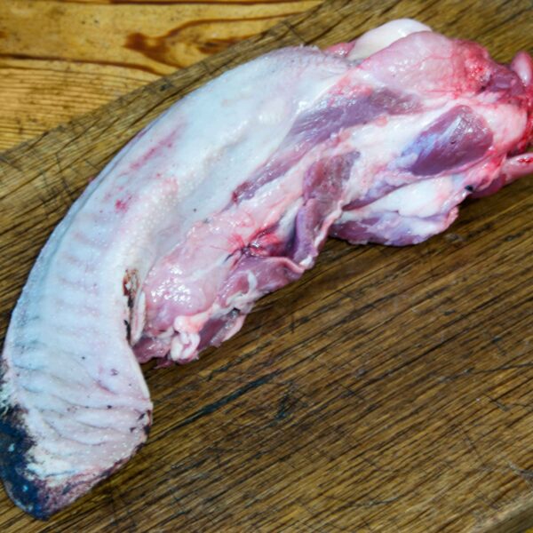 Lengua