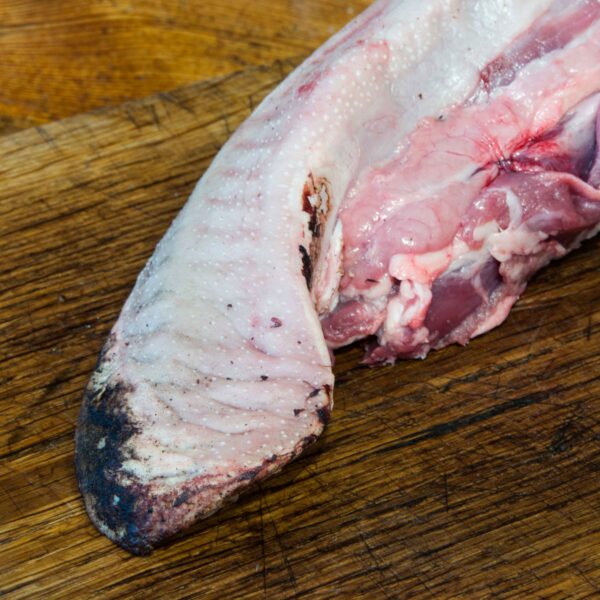 Lengua